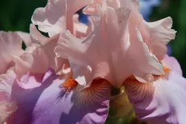 Bloeit je baardiris minder? Deel hem op na de bloei