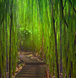 Bamboe in toom houden (video)