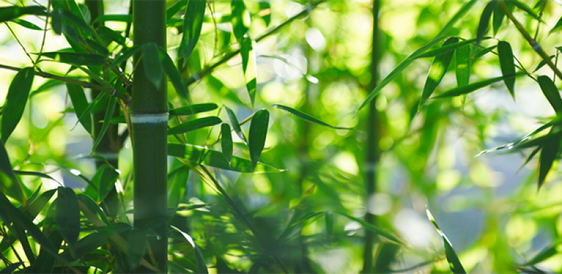 Doorzichtige bamboe