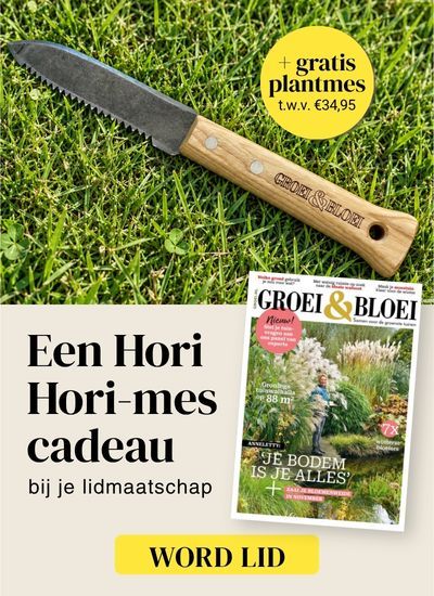 Groei header ad