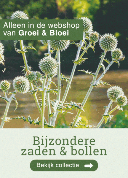 Groei header ad
