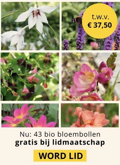 Advertentie