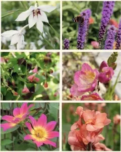 Zomerbollenpakket (bio)