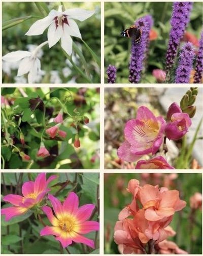 Zomerbollenpakket (bio)