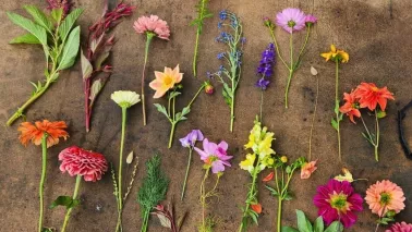 Beginnen met bloemschikken: leer kijken, kiezen en opbouwen