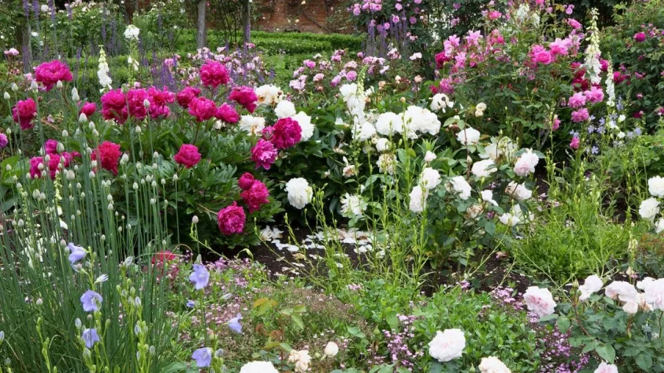 Afbeelding Beplantingsplan: combineer rozen met vaste planten als in een Engelse rozentuin