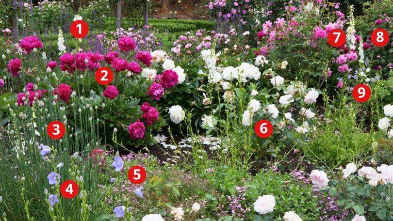 Beplantingsplan: combineer rozen met vaste planten als in een Engelse rozentuin