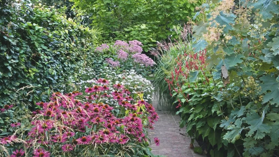 Afbeelding Beplantingsplan: 6 sterke planten voor een volle, langbloeiende border