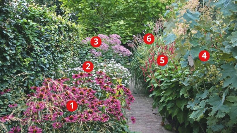 Beplantingsplan: 6 sterke planten voor een volle, langbloeiende border