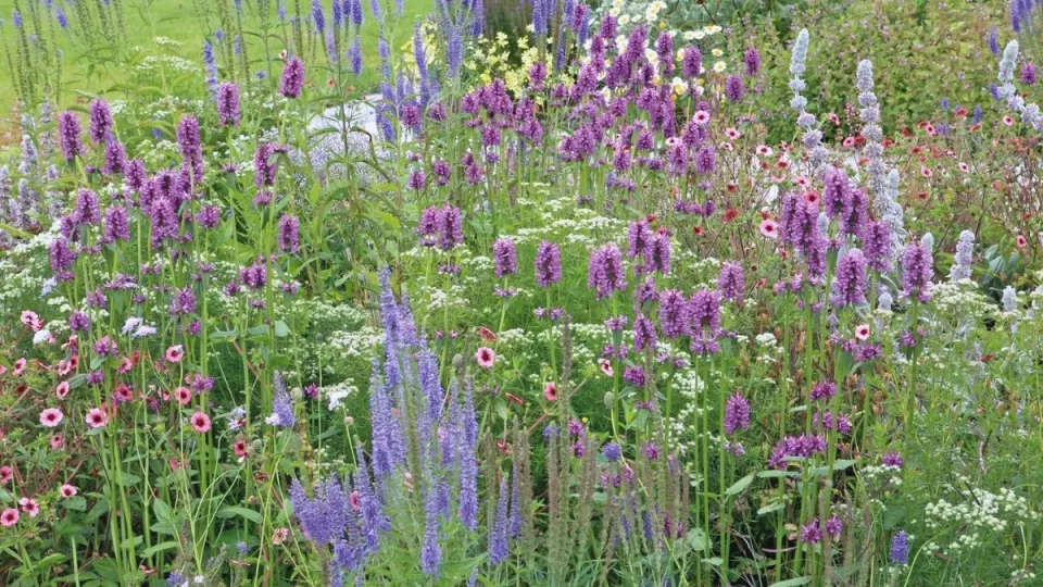 Afbeelding Beplantingsplan: deze natuurlijke border vraagt weinig onderhoud