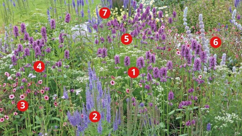 Beplantingsplan: deze natuurlijke border vraagt weinig onderhoud