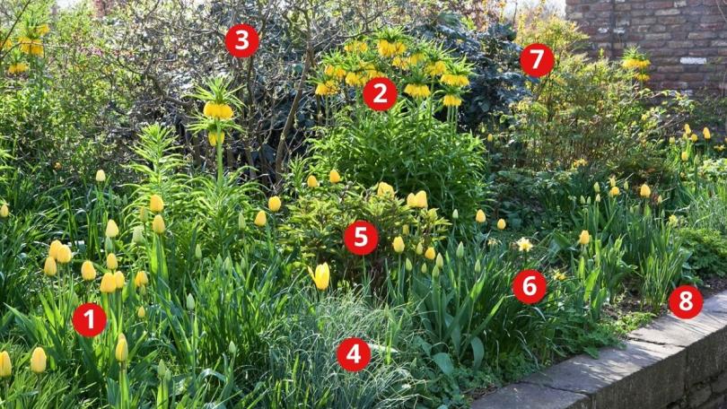 Beplantingsplan: een lenteborder voor wie van geel houdt