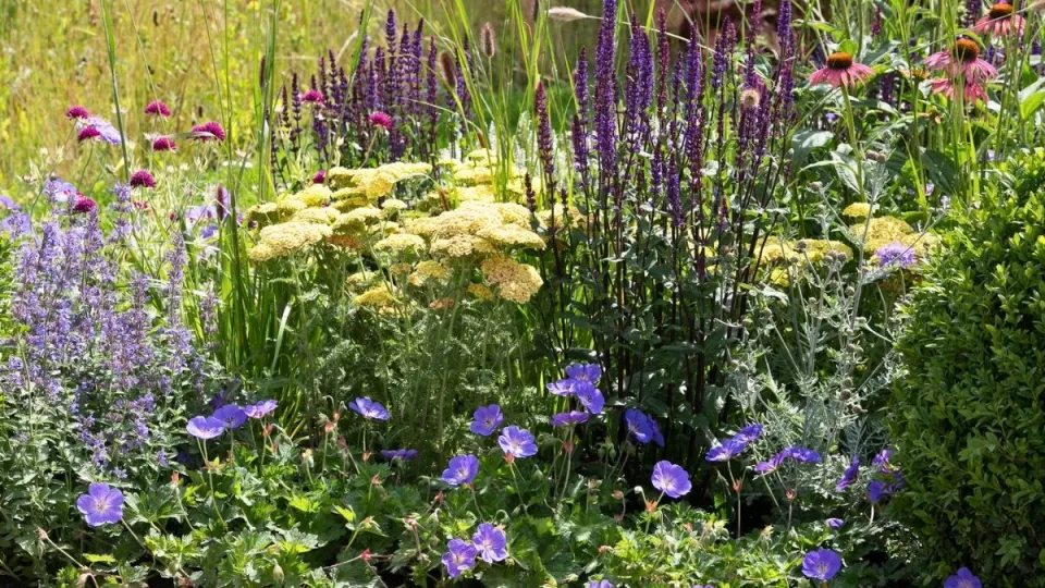 Afbeelding Beplantingsplan: 8 planten voor een zonnige border in geel en violet