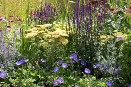 Beplantingsplan: 8 planten voor een zonnige border in geel en violet