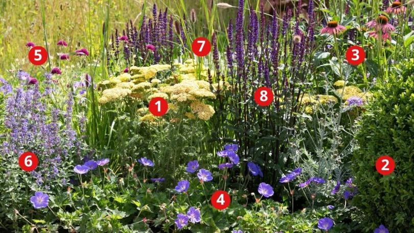 Beplantingsplan: 8 planten voor een zonnige border in geel en violet