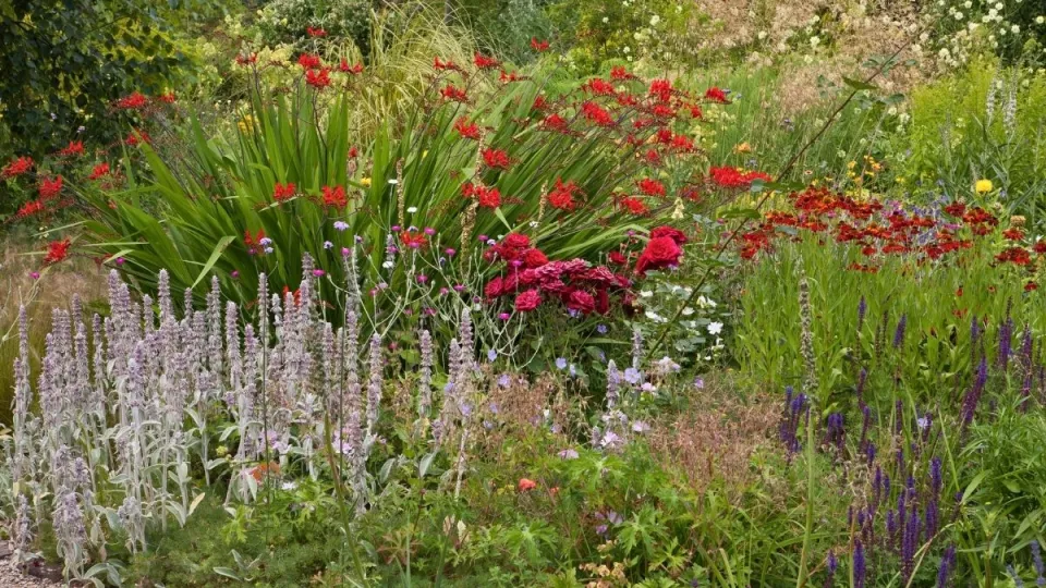 Afbeelding Beplantingsplan: maak een vurige zomerborder met crocosmia