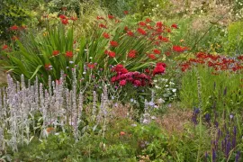 Beplantingsplan: maak een vurige zomerborder met crocosmia
