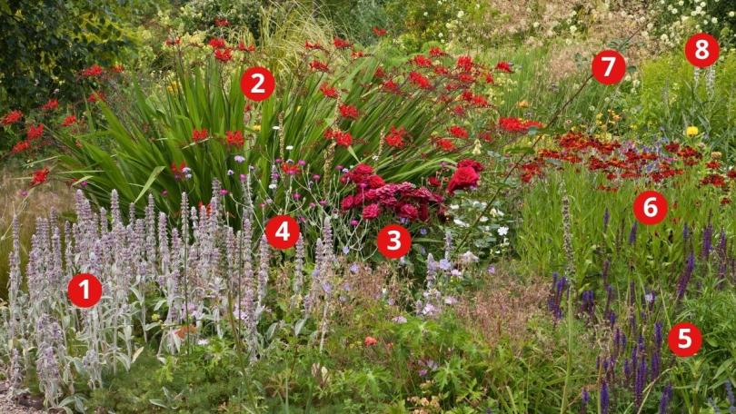 Beplantingsplan: maak een vurige zomerborder met crocosmia
