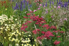 Beplantingsplan: 8 planten voor een warme zomerborder