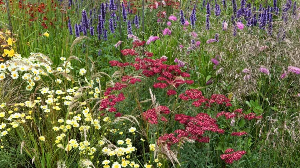 Afbeelding Beplantingsplan: 8 planten voor een warme zomerborder