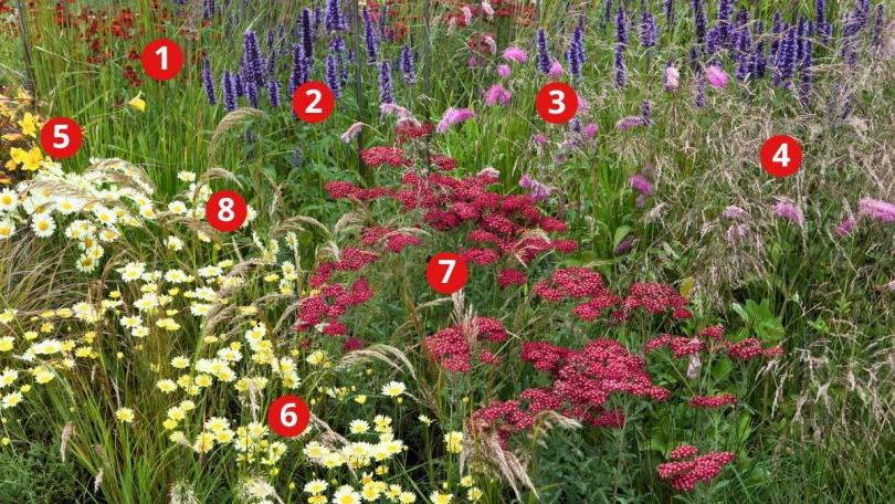 Beplantingsplan: 8 planten voor een warme zomerborder