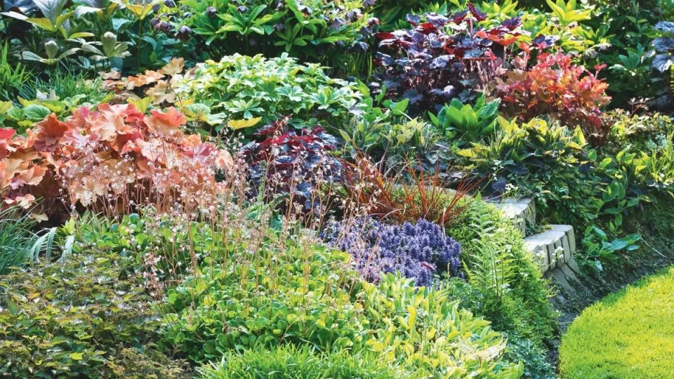 Afbeelding Beplantingsplan: 12 bladplanten voor een border vol kleur en contrast