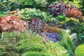 Beplantingsplan: 12 bladplanten voor een border vol kleur en contrast