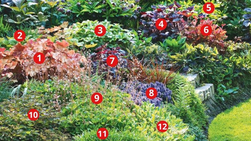 Beplantingsplan: 12 bladplanten voor een border vol kleur en contrast