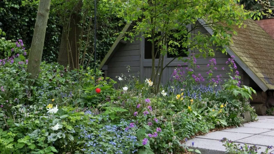 Afbeelding Beplantingsplan: 9 planten voor een border in droge schaduw