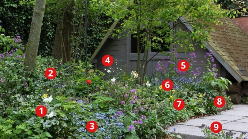 Beplantingsplan: 9 planten voor een border in droge schaduw