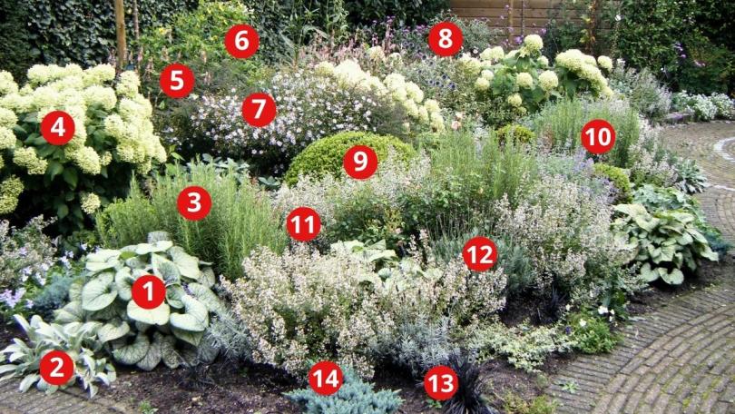 Beplantingsplan: zo maak je een losse border in grijs en wit