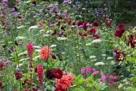 Beplantingsplan voor eenjarigenborder met dahlia’s