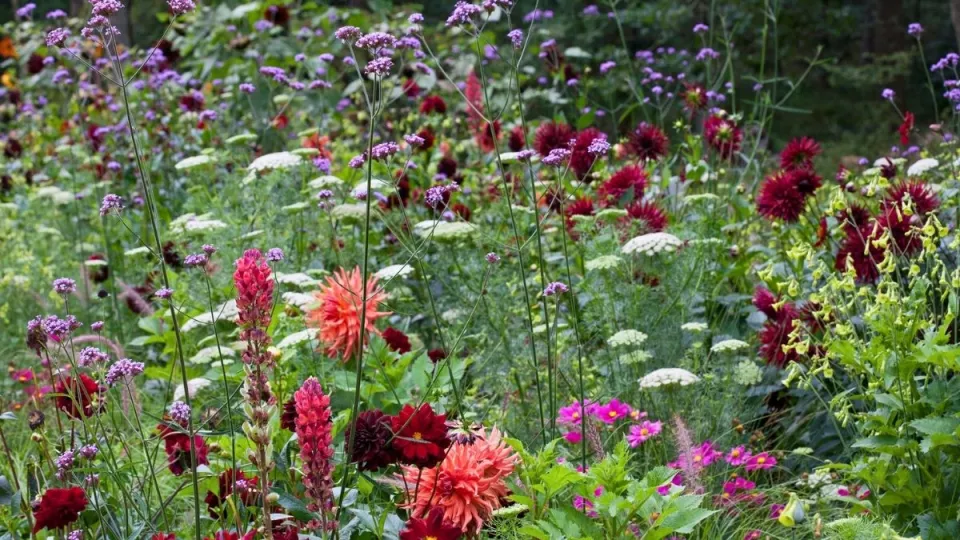 Afbeelding Beplantingsplan: een uitbundige eenjarigenborder met dahlia’s