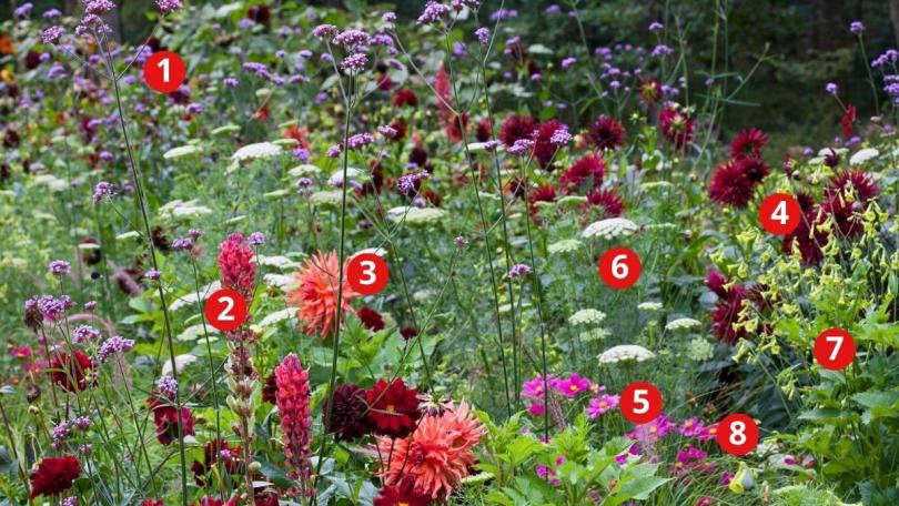 Beplantingsplan: een uitbundige eenjarigenborder met dahlia’s