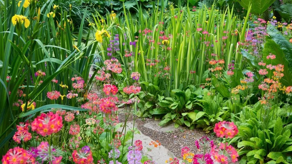 Afbeelding Beplantingsplan: kleurenpracht op vochtige grond