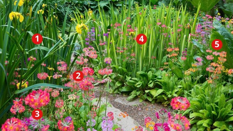 Beplantingsplan: kleurenpracht op vochtige grond