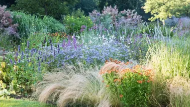 Beplantingsplan: een lichte, luchtige border met siergrassen