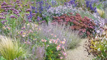 Beplantingsplan: deze 7 planten bloeien nog volop in oktober