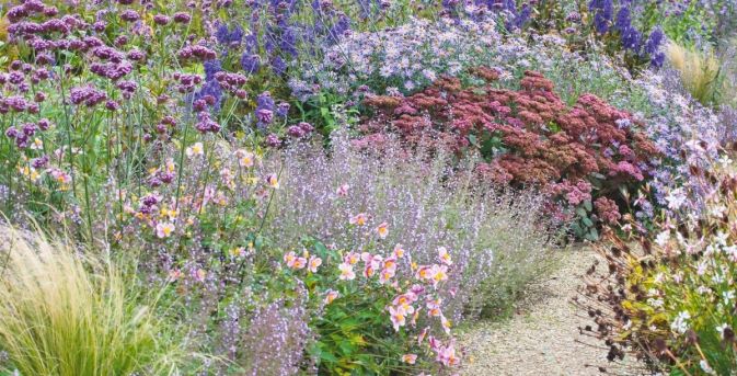 Beplantingsplan: deze 7 planten bloeien nog volop in oktober