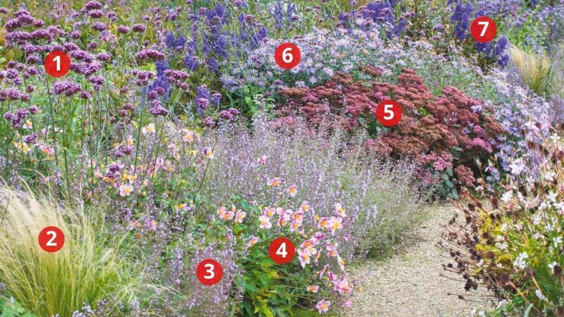 Beplantingsplan: deze 7 planten bloeien nog volop in oktober