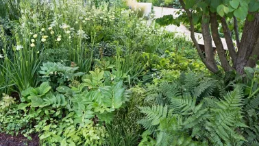 Beplantingsplan: 10 planten voor een groene schaduwborder
