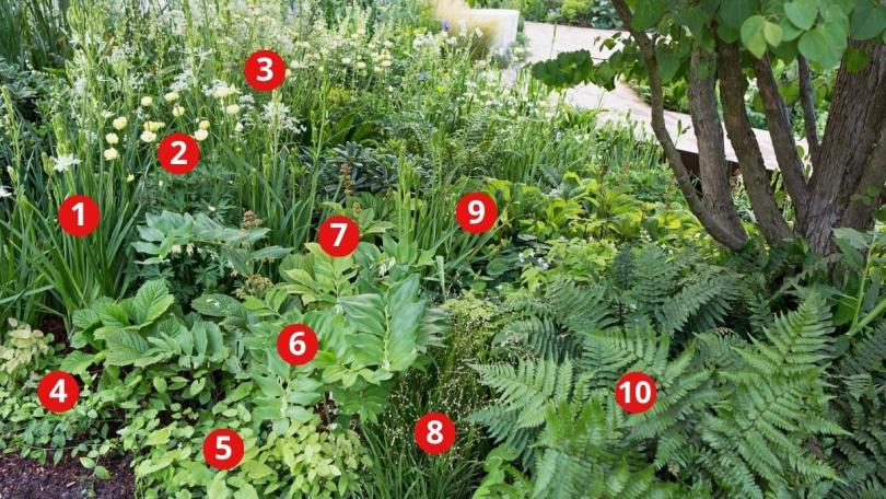 Beplantingsplan: 10 planten voor een groene schaduwborder