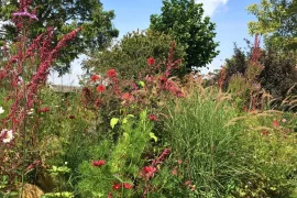 Beplantingsplan: dahlia’s en eenjarigen tussen vaste planten