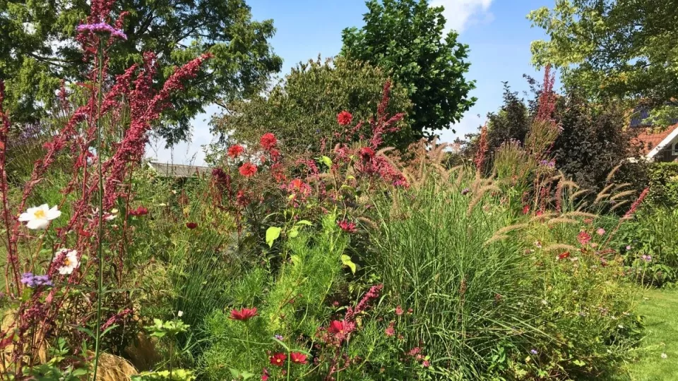 Afbeelding Beplantingsplan: dahlia’s en eenjarigen tussen vaste planten