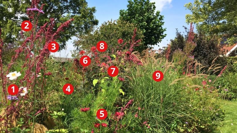 Beplantingsplan: dahlia’s en eenjarigen tussen vaste planten