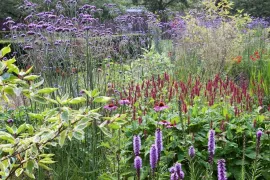 Beplantingsplan: 7 planten voor een kleurrijke vlinderborder