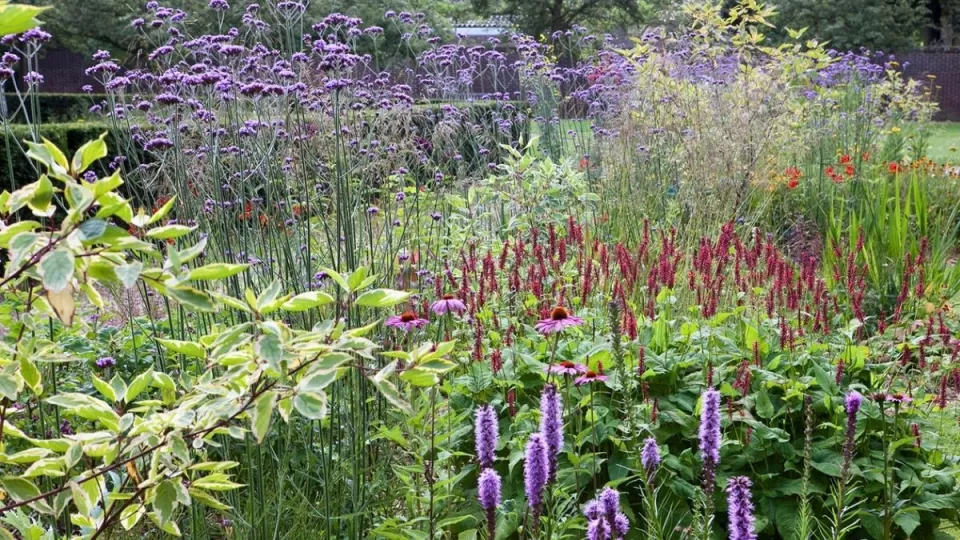 Afbeelding Beplantingsplan: 7 planten voor een kleurrijke vlinderborder