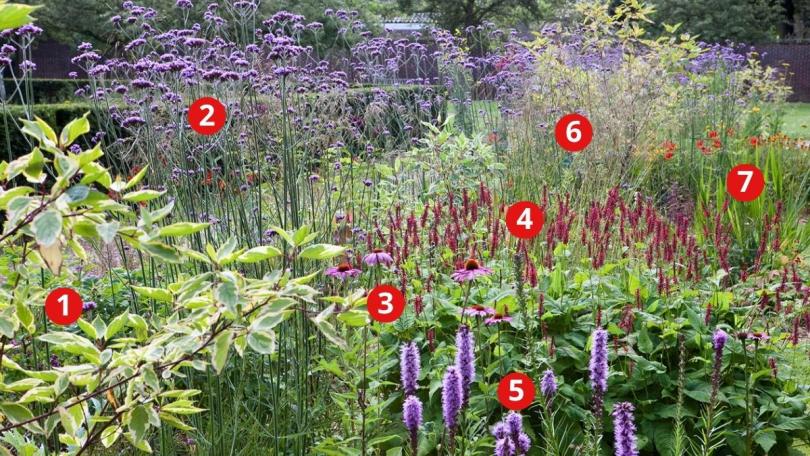 Beplantingsplan: 7 planten voor een kleurrijke vlinderborder