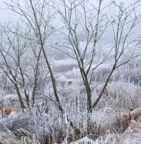 Beplantingsplan: een winterborder van Piet Oudolf