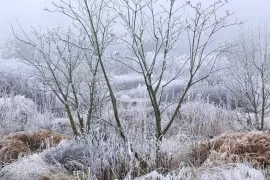 Beplantingsplan: een winterborder van Piet Oudolf